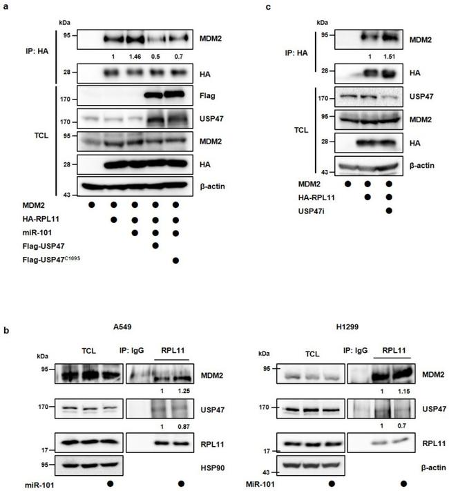 MDM2 Antibody in Western Blot (WB)