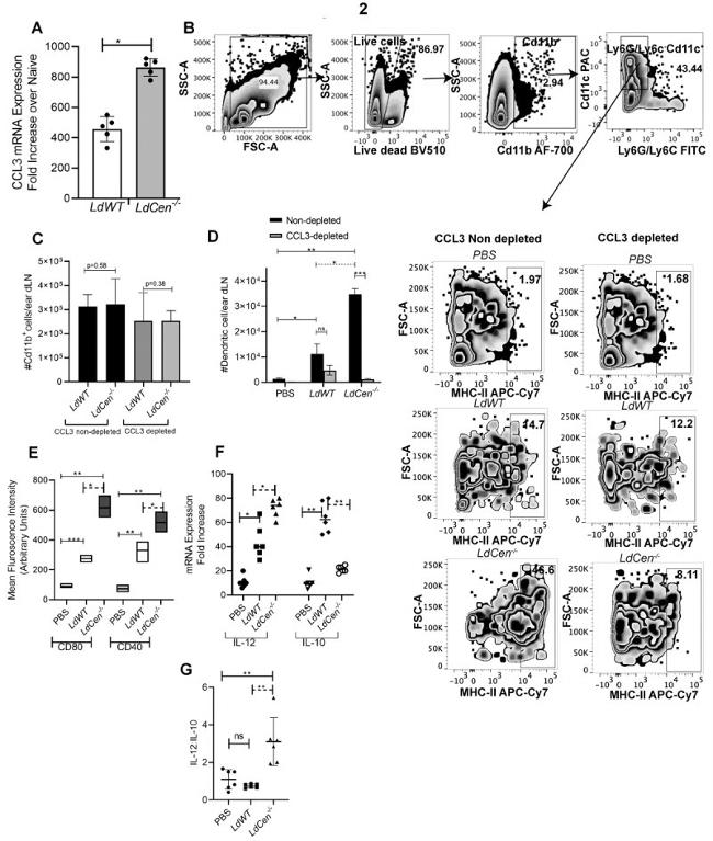 CD11c Antibody in Flow Cytometry (Flow)