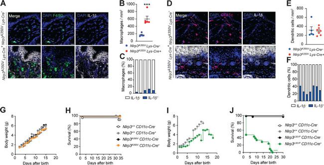 CD11c Antibody in Immunohistochemistry (IHC)