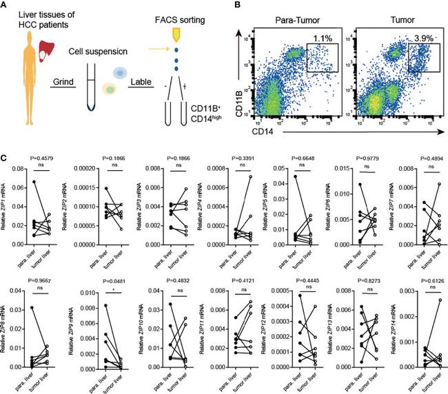 CD11b Antibody in Flow Cytometry (Flow)