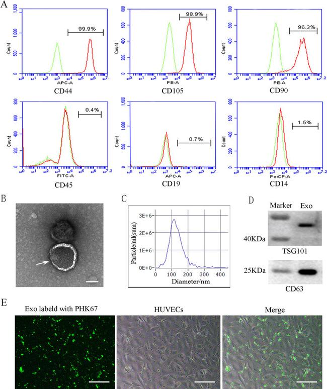 CD90 (Thy-1) Antibody in Flow Cytometry (Flow)