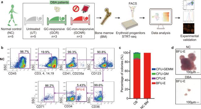 CD4 Antibody in Flow Cytometry (Flow)