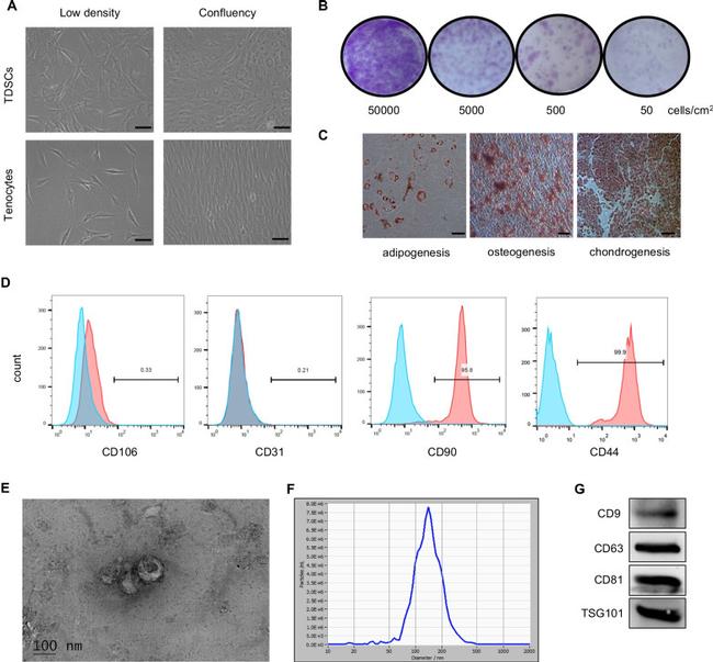 CD31 (PECAM-1) Antibody in Flow Cytometry (Flow)