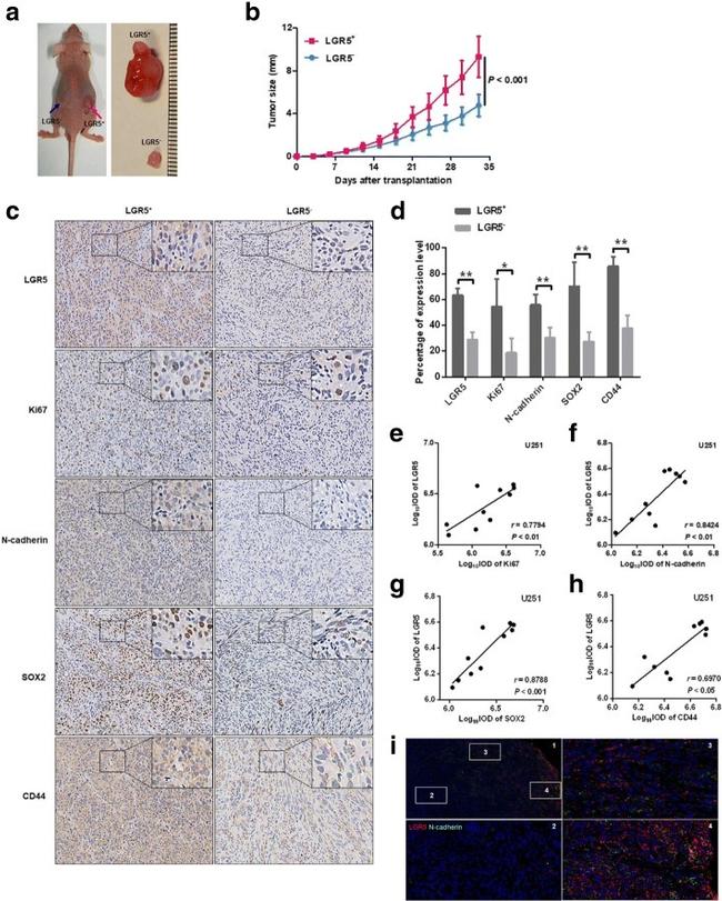 CD44 Antibody in Immunohistochemistry (IHC)