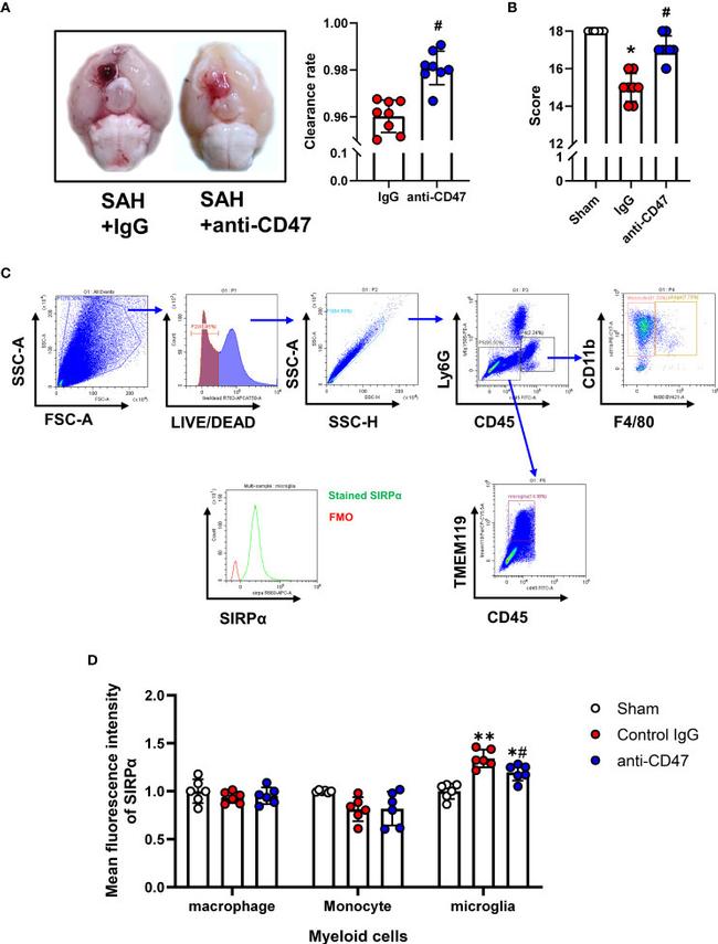 CD47 Antibody in Inhibition Assays (IA)