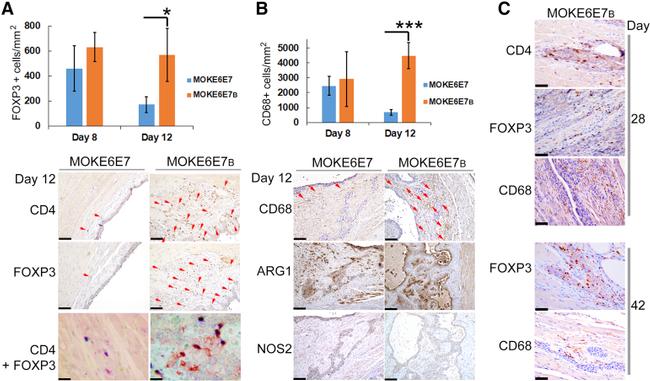 CD4 Antibody in Immunohistochemistry (IHC)