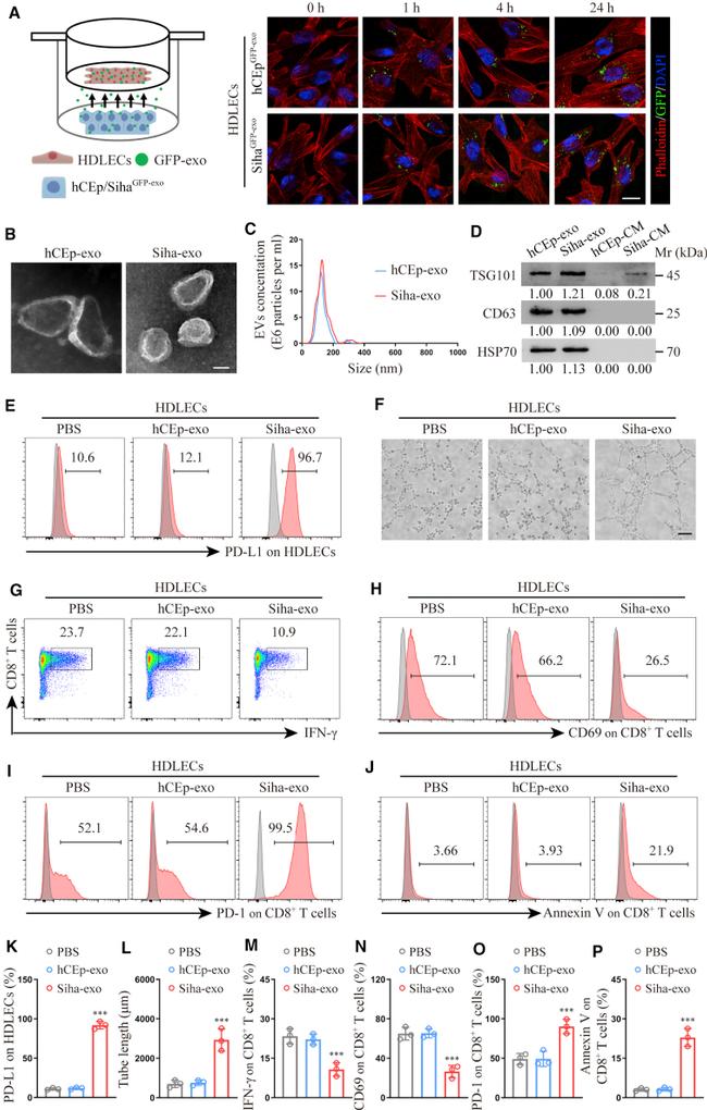 CD69 Antibody in Flow Cytometry (Flow)