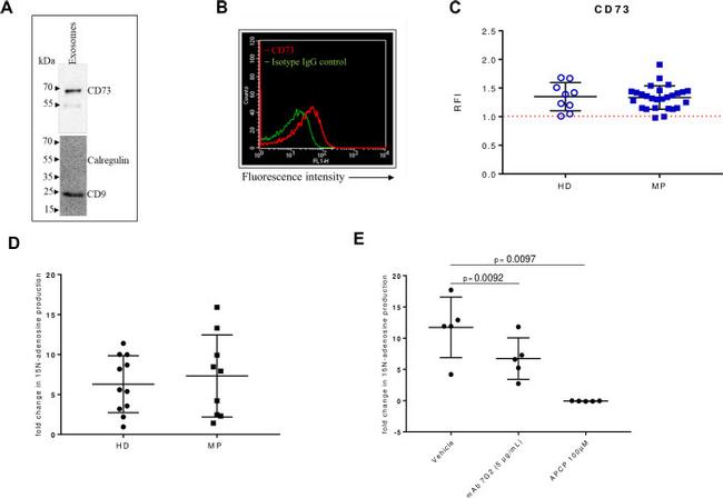 CD73 Antibody in Flow Cytometry (Flow)