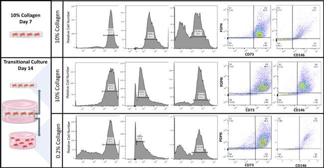 CD146 Antibody in Flow Cytometry (Flow)