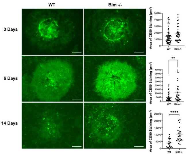 CD80 (B7-1) Antibody in Immunocytochemistry (ICC/IF)