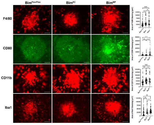 CD80 (B7-1) Antibody in Immunocytochemistry (ICC/IF)