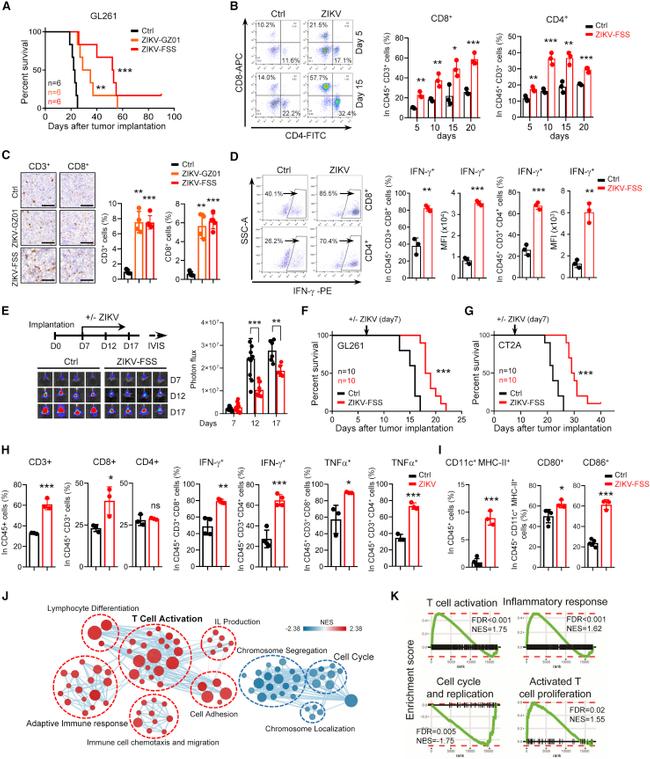 CD86 (B7-2) Antibody in Flow Cytometry (Flow)