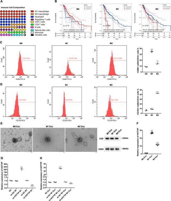 CD86 (B7-2) Antibody in Flow Cytometry (Flow)