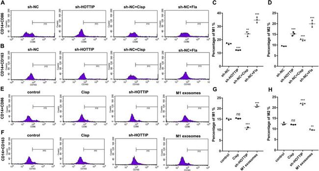 CD86 (B7-2) Antibody in Flow Cytometry (Flow)