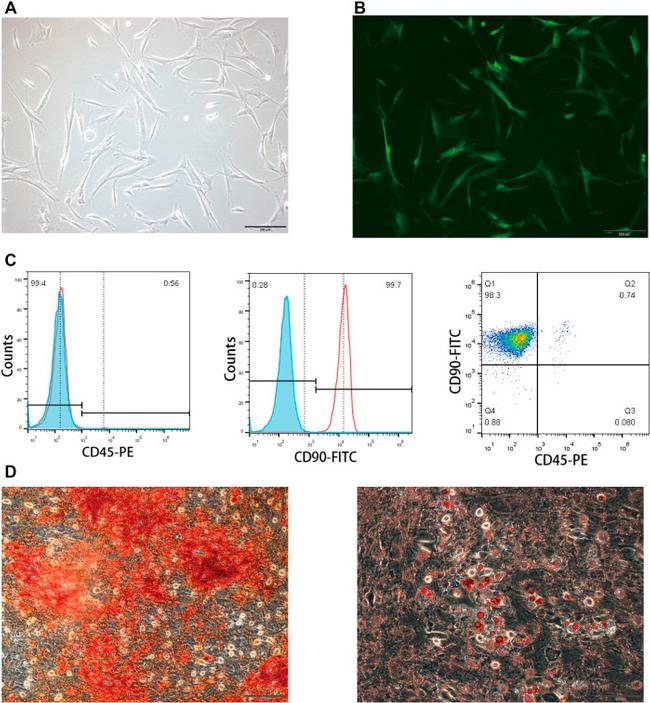 CD90.1 (Thy-1.1) Antibody in Flow Cytometry (Flow)