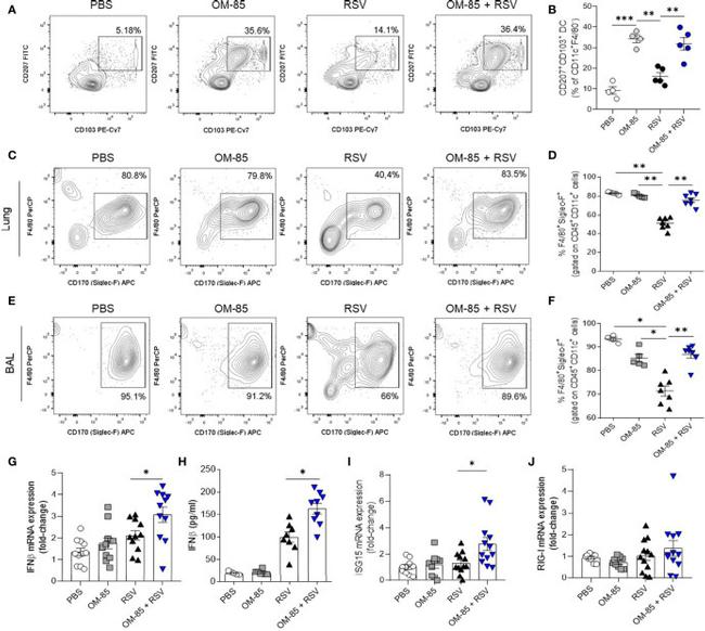 CD207 (Langerin) Antibody in Flow Cytometry (Flow)