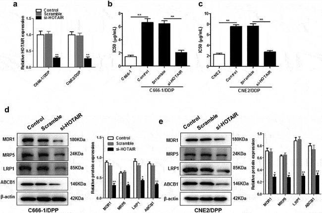 CD243 (ABCB1) Antibody in Western Blot (WB)