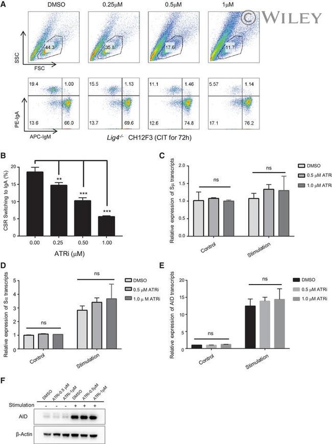 IgA Antibody in Flow Cytometry (Flow)