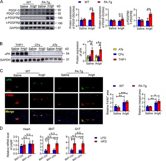 PDGF-D Antibody in Western Blot (WB)