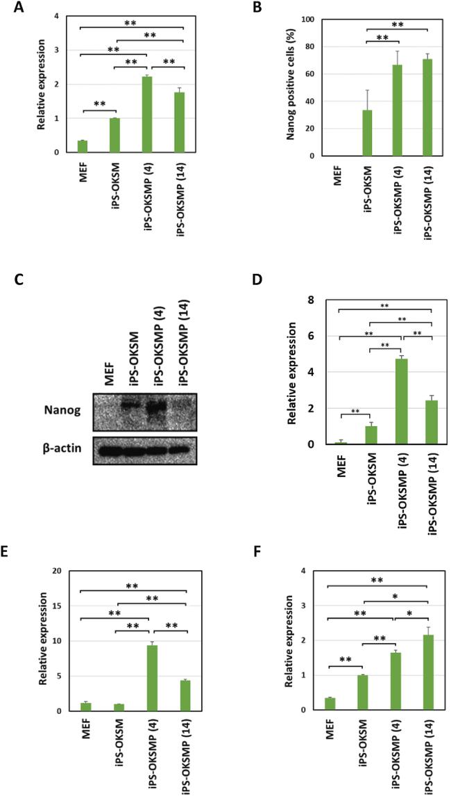 Nanog Antibody in Western Blot (WB)