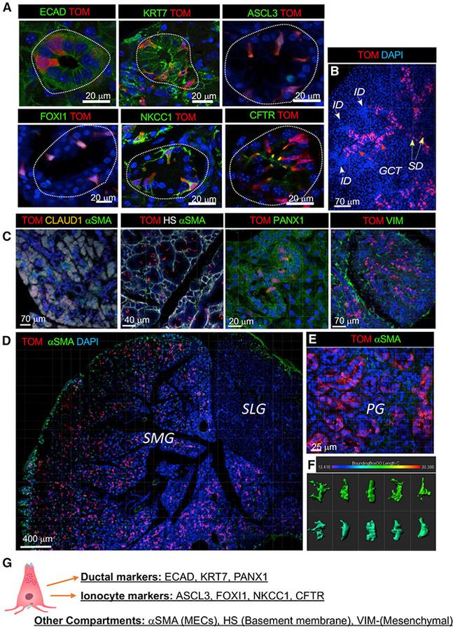 Claudin 1 Antibody in Immunohistochemistry (IHC)