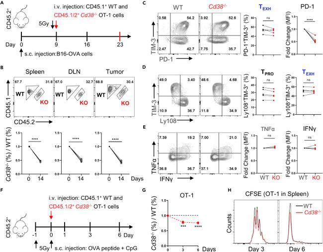 CD366 (TIM3) Antibody in Flow Cytometry (Flow)