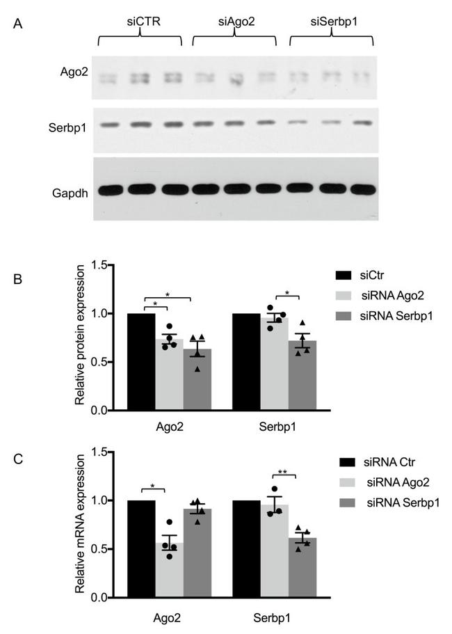 AGO2 Antibody in Western Blot (WB)