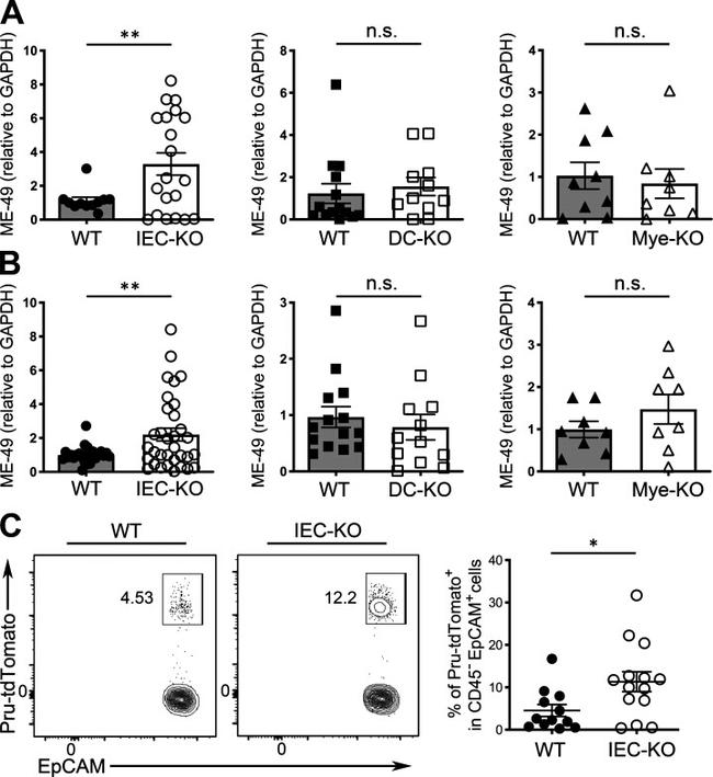 CD326 (EpCAM) Antibody in Flow Cytometry (Flow)