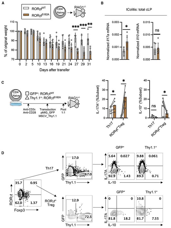 IL-10 Antibody in Flow Cytometry (Flow)