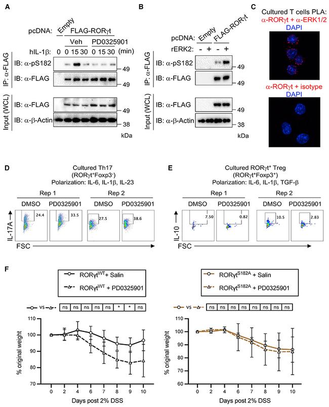 IL-10 Antibody in Flow Cytometry (Flow)