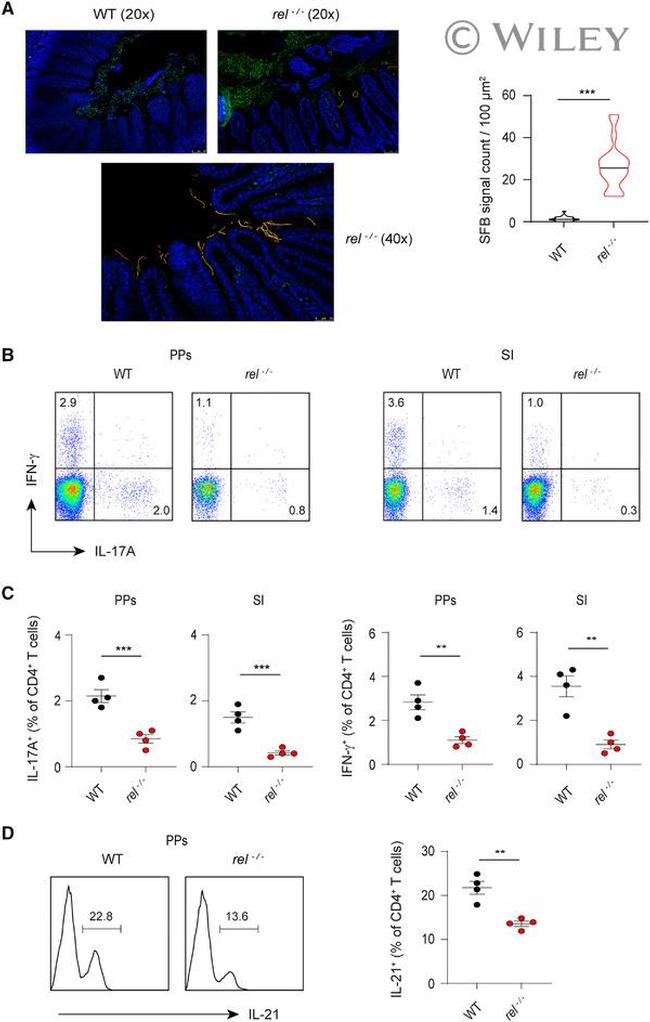 IL-21 Antibody in Flow Cytometry (Flow)