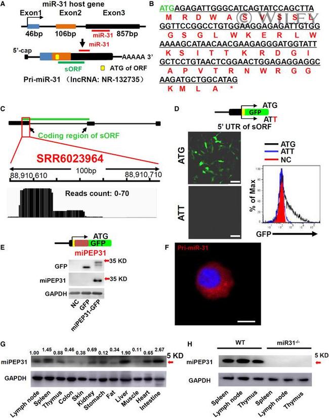 GFP Antibody in Western Blot (WB)