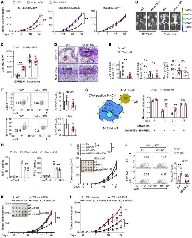 Granzyme B Antibody in Flow Cytometry (Flow)