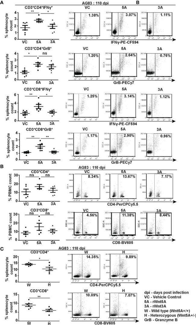 Granzyme B Antibody in Flow Cytometry (Flow)