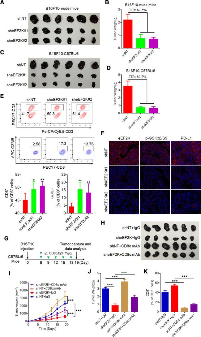 Granzyme B Antibody in Flow Cytometry (Flow)