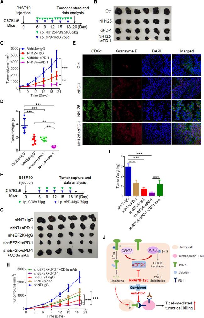 Granzyme B Antibody in Immunohistochemistry (IHC)