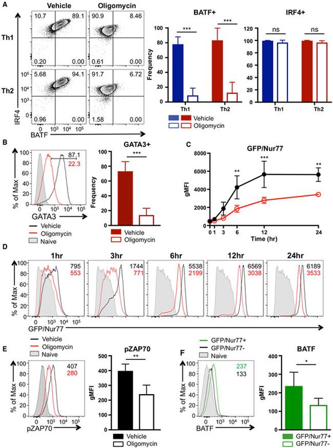 IRF4 Antibody in Flow Cytometry (Flow)