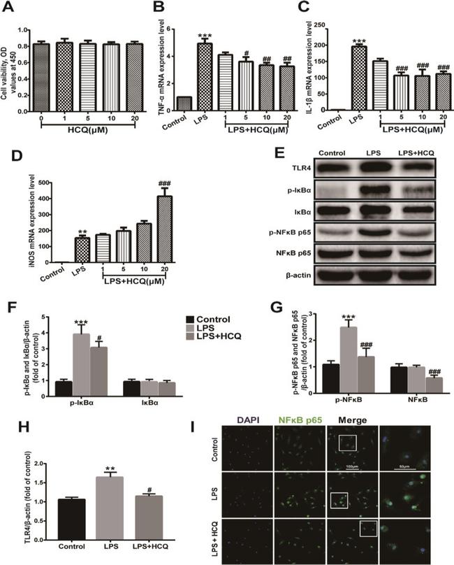 TLR4/MD-2 Complex Antibody in Western Blot (WB)