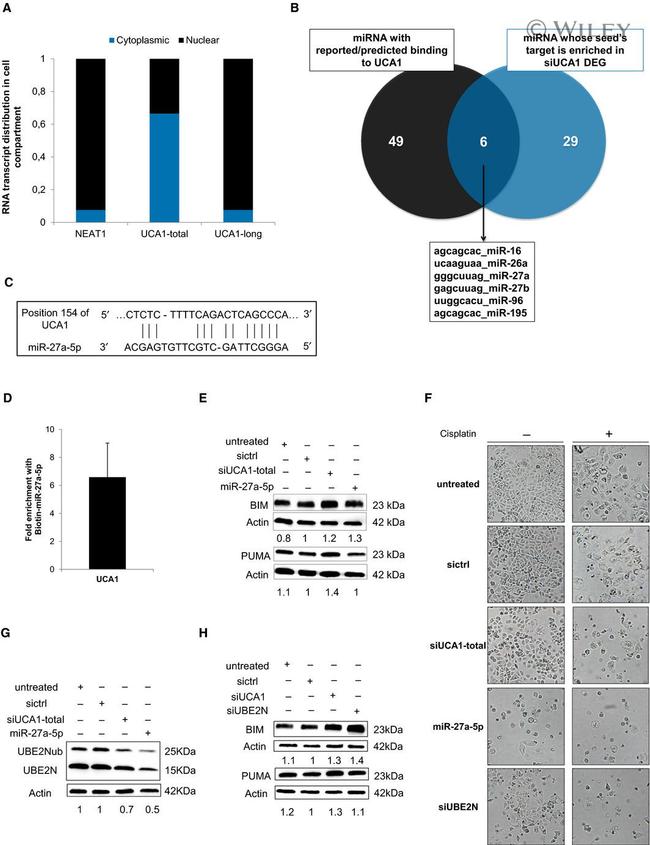 UBC13 Antibody in Western Blot (WB)