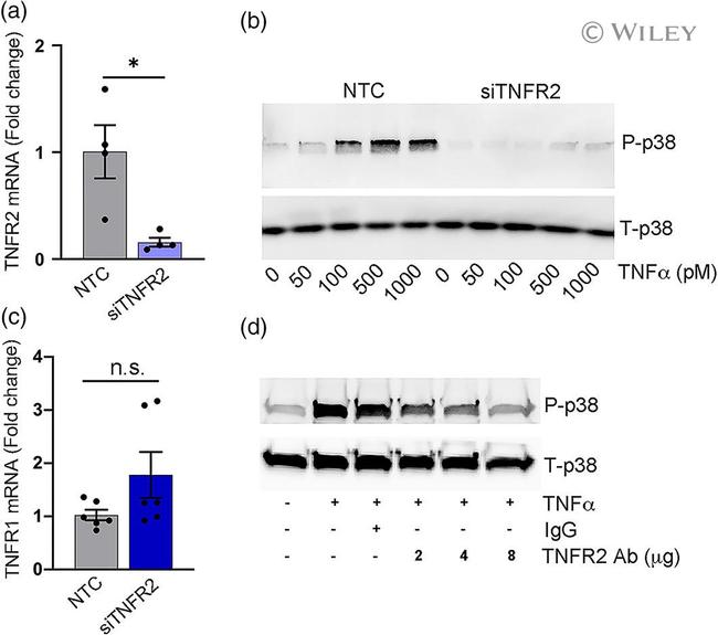 TNFR2 Antibody in Neutralization (Neu)