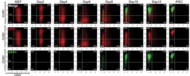 CD54 (ICAM-1) Antibody in Flow Cytometry (Flow)