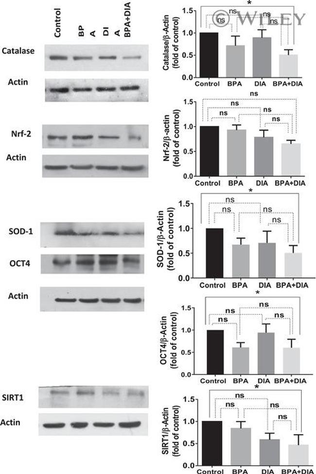 Nrf2 Antibody in Western Blot (WB)