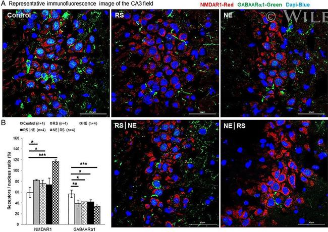 NMDAR1 Antibody in Immunohistochemistry (Frozen) (IHC (F))