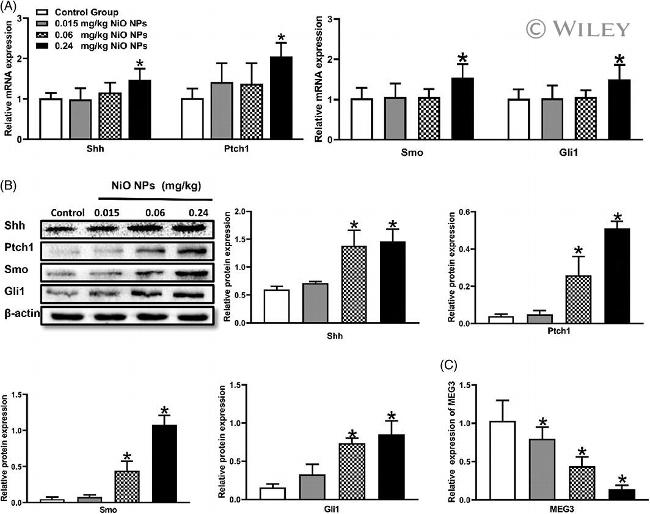 PTCH Antibody in Western Blot (WB)