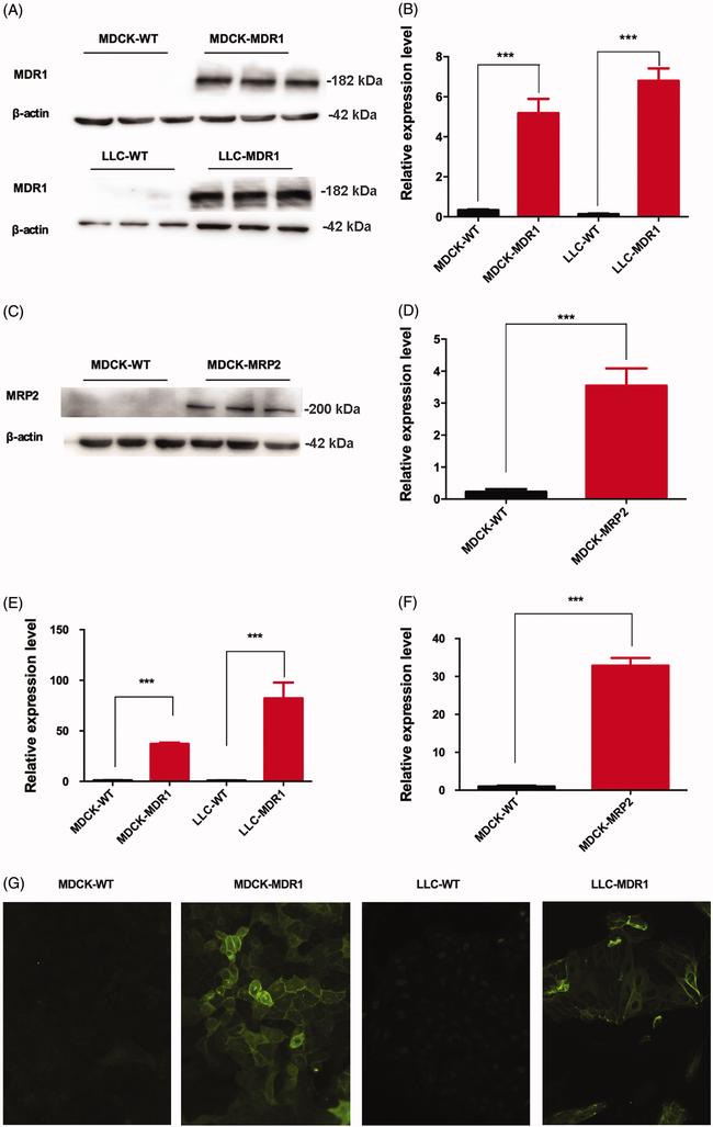 P-Glycoprotein Antibody in Western Blot (WB)