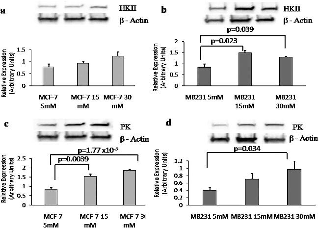 HK2 Antibody in Western Blot (WB)