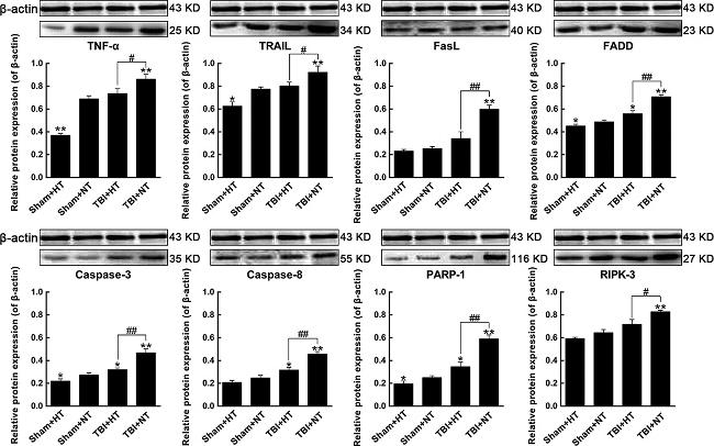 TNF alpha Antibody in Western Blot (WB)