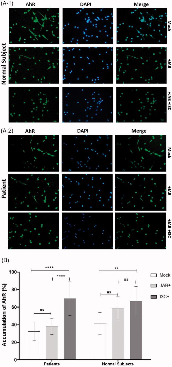 AHR Antibody in Immunocytochemistry (ICC/IF)