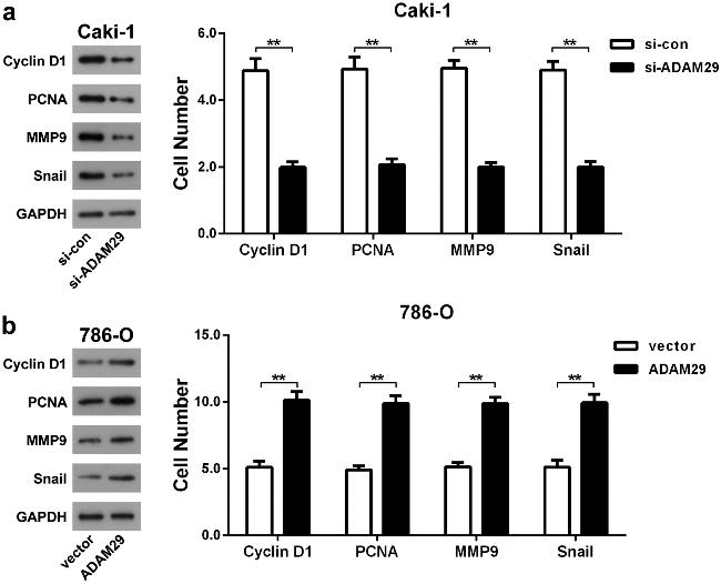 PCNA Antibody in Western Blot (WB)