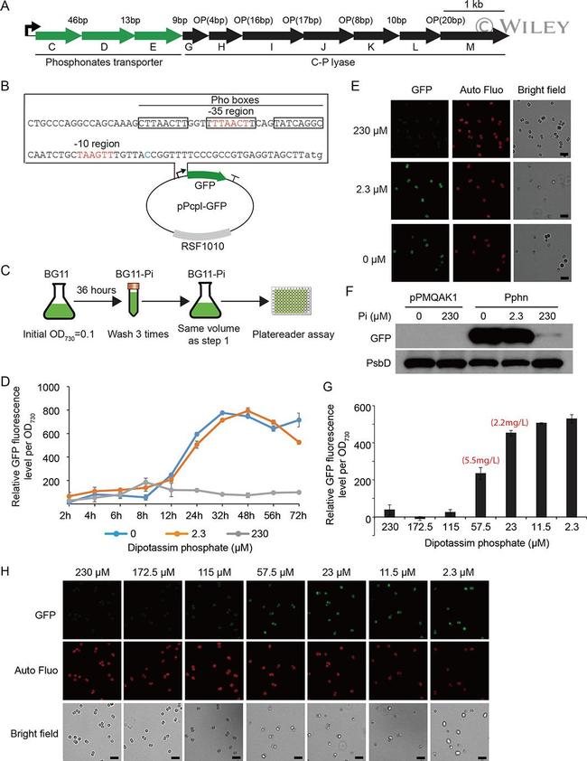 GFP Antibody in Western Blot (WB)